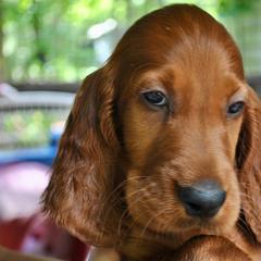 Irish Setter Puppies from Evergreen Irish Setters