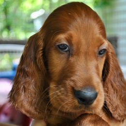Irish Setter Puppies from Evergreen Irish Setters