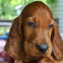 Irish Setter Puppies from Evergreen Irish Setters