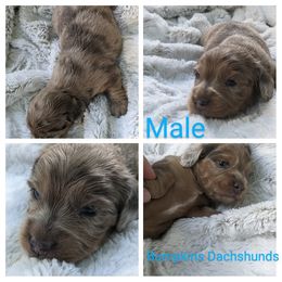 Dachshund Puppies from Bumpkins Dachshunds