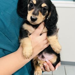 Dachshund Puppies from Jen's Doxie Den
