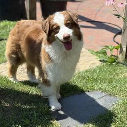 Pesto - Australian Shepherd