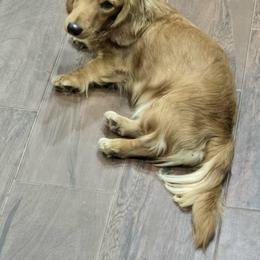 Copper - Dachshund