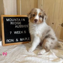 Ember - Red merle female Australian Shepherd puppy in Murrayville, Georgia from Mountain Ridge Aussies