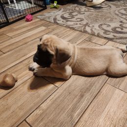 Mastiff Puppies from Heirloom Mastiffs