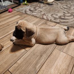 Mastiff Puppies from Heirloom Mastiffs