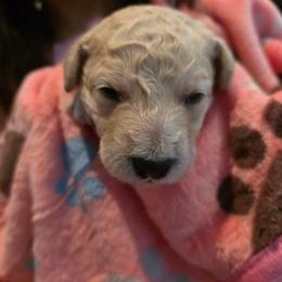 Hazel - Cream female Double Doodle puppy in Oceanside, California from Strong Mountain Doodles