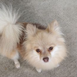 Pomeranians from Tennatious Pomeranians
