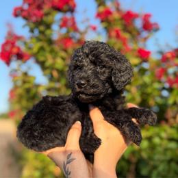 Rosie - Black female Poodle puppy in Midwest City, Oklahoma from Strawberry Hill Puppy Patch