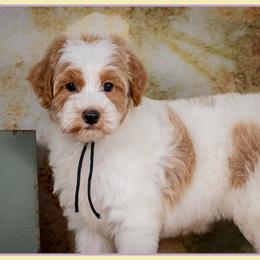 Vidia - Parti female Goldendoodle puppy in Connersville, Indiana from Deaz Doodle Ranch