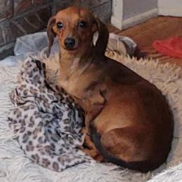 Brownie - Dachshund