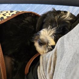 Bernedoodle and Goldendoodle Puppies from Ivey's Poodles & Doodles