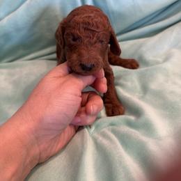 Light green - Red  male Poodle puppy in Riverside, California from Riverside red poodles