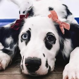 Dalmatians from Sunny Jewels