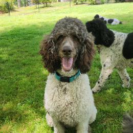 Poodle All Grown Up from Gypsy Moon's Legacy