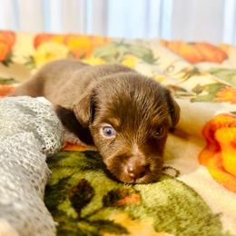 Teddy - Red tri male Miniature Australian Shepherd puppy in Wauchula, Florida from Sun & Moon Aussies
