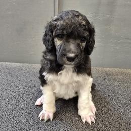 BB - Brindle female Poodle puppy in Patterson, California from Paterson Poodles