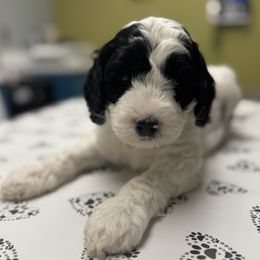 Orange Collar Boy - Black and chalk male Australian Labradoodle puppy in Hagerstown, Maryland from Westfields Labradoodles