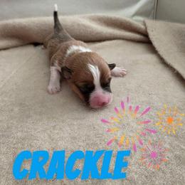 Crackle - White and red male Pembroke Welsh Corgi puppy in Indianapolis, Indiana from Mk’s Corgis