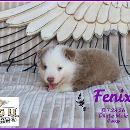 Fenix - Red male Miniature Australian Shepherd puppy in Madisonville, Texas from Flying LL Aussies