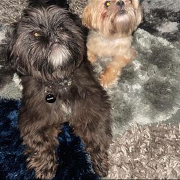 Shih Tzu All Grown Up from Shih Bears