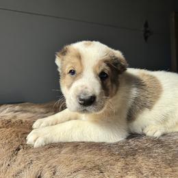 No Collar Boy - Brindle male Central Asian Shepherd Dog puppy in Markleysburg, Pennsylvania from Wolf Mountain Farm