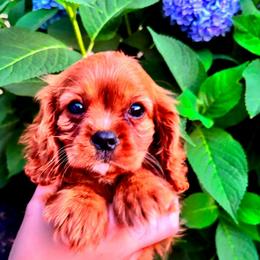 Austin - Ruby male Cavalier King Charles Spaniel puppy in Watsontown, Pennsylvania from Huntsman Cavaliers