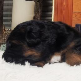 Wasabi - Red Collar - Black and red male German Shepherd puppy in Charlotte, North Carolina from Zuflucht K9s