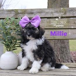 Millie - Sable female Bernedoodle puppy in Heyworth, Illinois from Cobble Creek Puppies