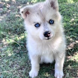 BlueBerry - Merle female Pomsky puppy in Amarillo, Texas from Pom Pom Pomskies