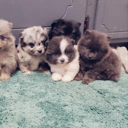 French Bulldog and Pomeranian Puppies from Purrs N Poms