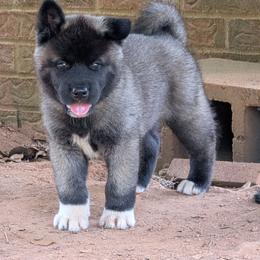 Saki's Boy 4 - Black, fawn undercoat male Akita puppy in South Carolina from Sierra Mountain Akitas