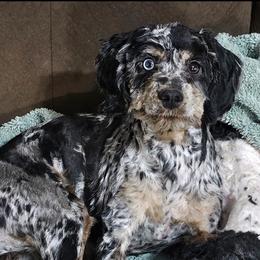 Lyla - Cockapoo