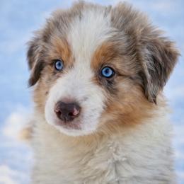 Nutcracker - Red merle male Australian Shepherd puppy in Albion, Michigan from Northern Lights Aussies (NL Aussies)