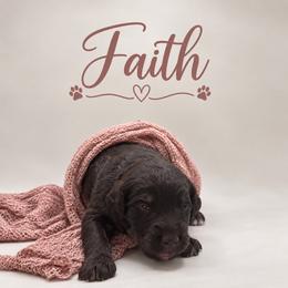 Faith - Chocolate female Assorted Doodle Crosses puppy in Waco, Georgia from Huff Family Doxies & Doodles