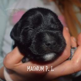 Magnum P. I. - Black male Miniature Schnauzer puppy in Sedalia, Missouri from Farmer Brown's Puppies