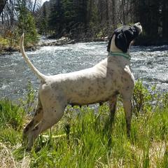 Pointers from Preston's Pointers