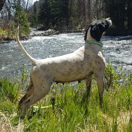 Pointers from Preston's Pointers