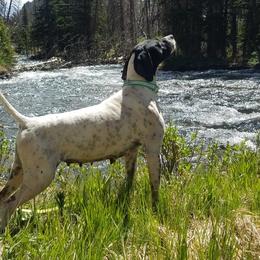 Pointers from Preston's Pointers