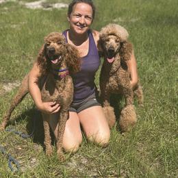 Poodles from Darla's Legacy Red Standard Poodles