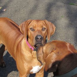 Robbie - Rhodesian Ridgeback