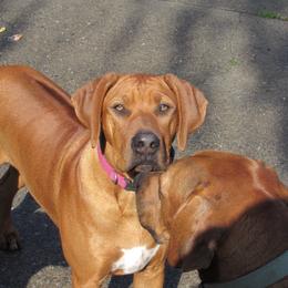 Robbie - Rhodesian Ridgeback
