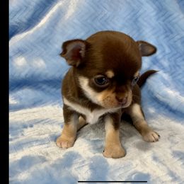 Chihuahua Puppies from Bijou Chihuahua’s