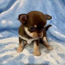 Chihuahua Puppies from Bijou Chihuahua’s
