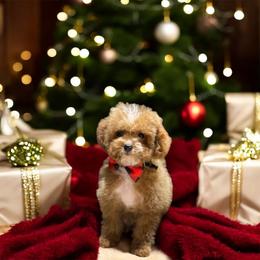 Chow Chow, Goldendoodle, and Poodle Puppies from Regal Canine Creations