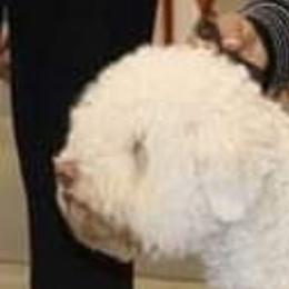 Maya - Lagotto Romagnolo
