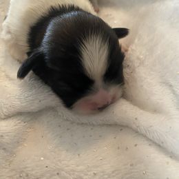 Boy 1 - Brindle and white male Shih Tzu puppy in Blackwood, New Jersey from Ju Ju Bee Shih Tzus