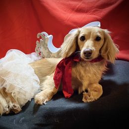 Maggie Mae - Dachshund