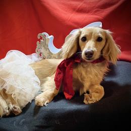 Maggie Mae - Dachshund