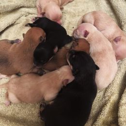 Chihuahua Puppies from Van Ausdoll Kennels